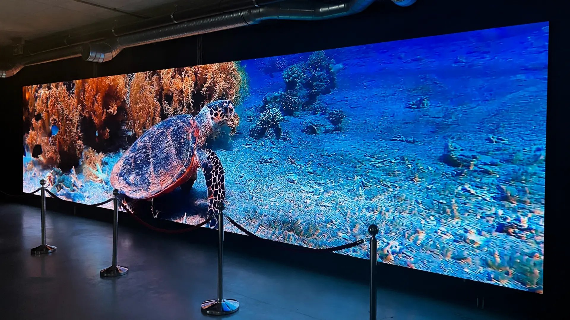 ekran ledowy 1 oceanarium